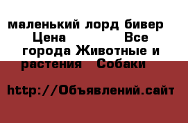 маленький лорд бивер › Цена ­ 10 000 - Все города Животные и растения » Собаки   